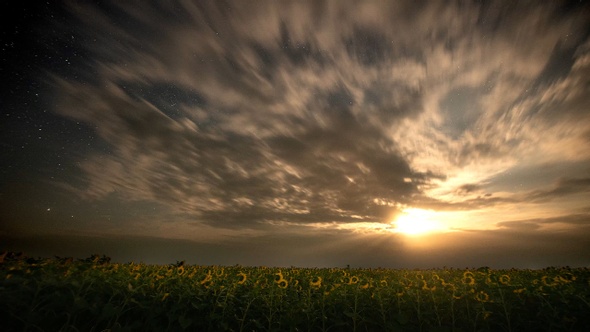 Time-lapse. Beautiful moonrise during a thunderstorm over a field of sunflowers at night.