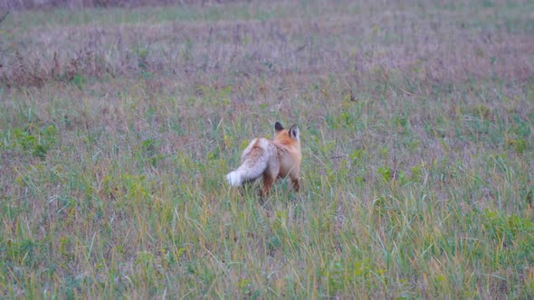 The Red Fox Yawns and Stretches on the Green Grass of Meadow