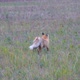 The Red Fox Yawns and Stretches on the Green Grass of Meadow - VideoHive Item for Sale