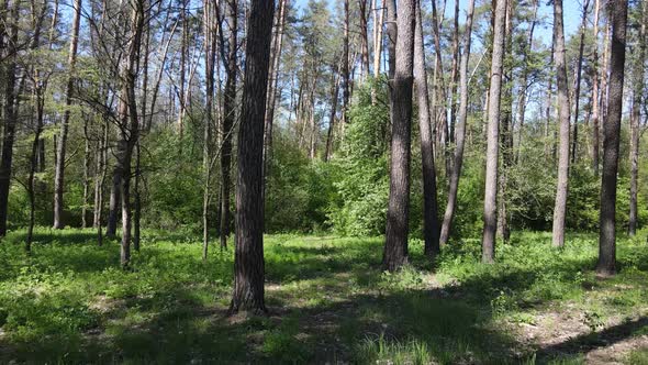 Green Forest During the Day Aerial View