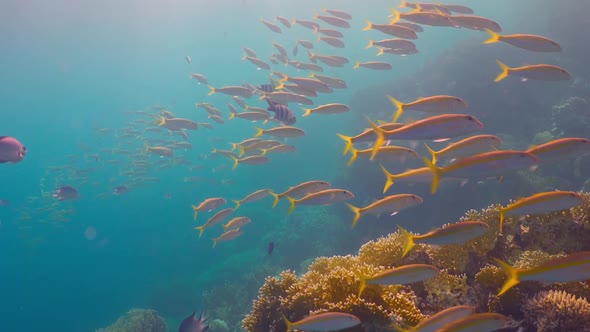 Tropical Fish on Vibrant Coral Reef