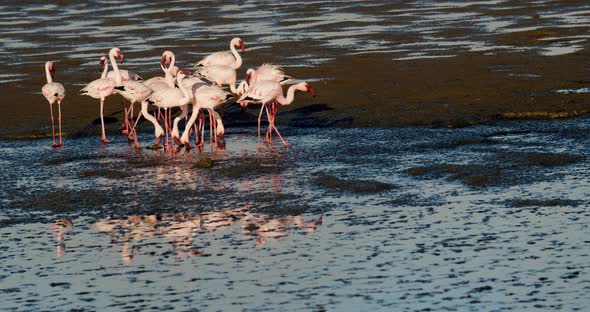 Gorgeous wild flamingos are walking in shallow water of Atlantic ocean, Namibia, 4k