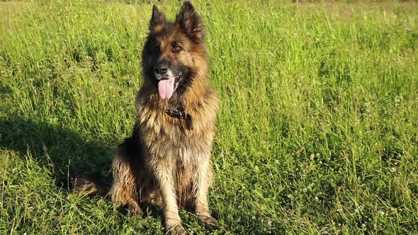 German shepherd dog