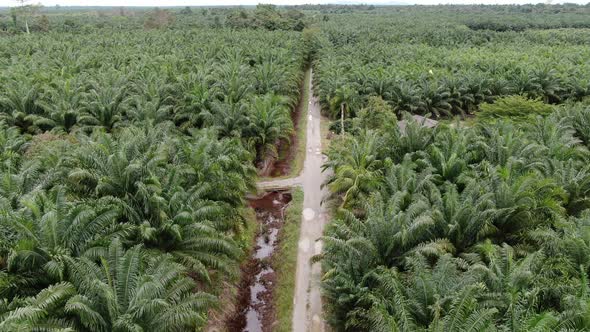 Aerial View of The Palm Oil Estates