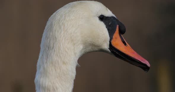 Portrait of mute swan, cygnus olor.
