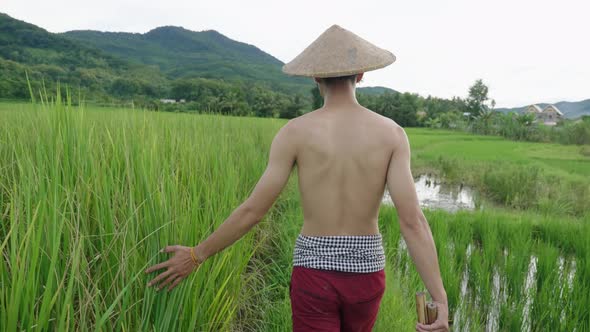 Farmer Walking And Touching Young Rice