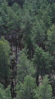 Vertical Video of Pine Forest Aerial View Slow Motion