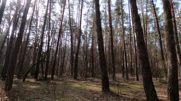 Inside a Pine Forest By Day Slow Motion