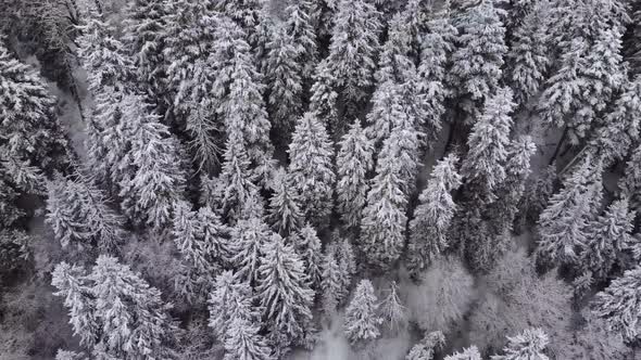 Aerial Forest view - Winter Landscape Aerial