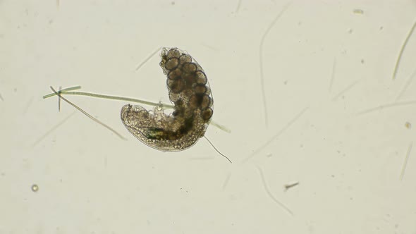 Female Bear Tardigrada With Eggs 