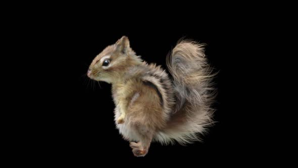 Chipmunk Dancing HD