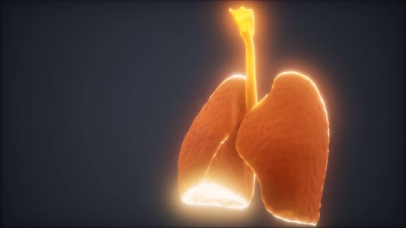 3d Animation of Human Lungs alt