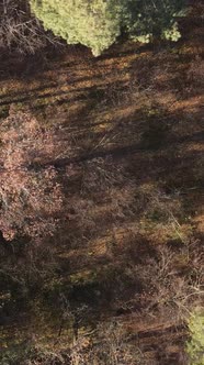 Vertical Video of Forest Landscape in Autumn Slow Motion