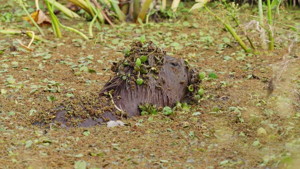 Wet capybara, hydrochoerus hydrochaeris soaking in the mire surrounded by swampy plants and vegetati