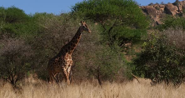 Masai Giraffe, giraffa camelopardalis tippelskirchi, Adult walking through Bush
