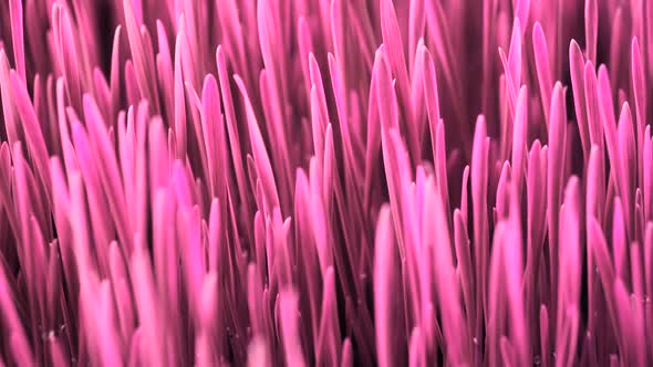 Colourful Looped Art Concept, Pink Plant Growing, Minimal Stop Motion Design, Surreal Trend, Magenta