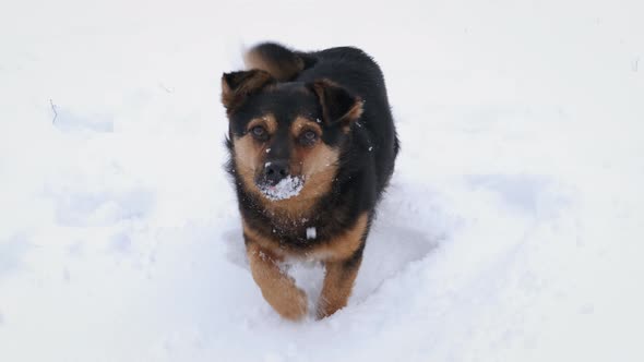 Dog wait in the snow.