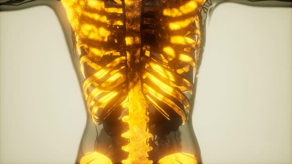 Human Skeleton Bones Scan Glowing