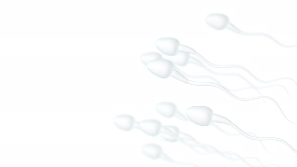 Human sperm cells