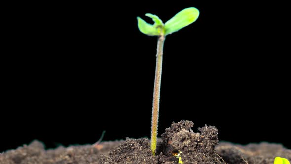 Cannabis sprouts grow quickly, time-lapse with ALPHA matte