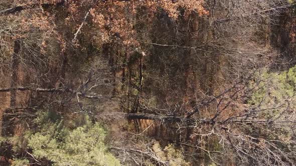 Vertical Video of an Autumn Forest During the Day in Ukraine