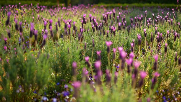 Flower In Garden