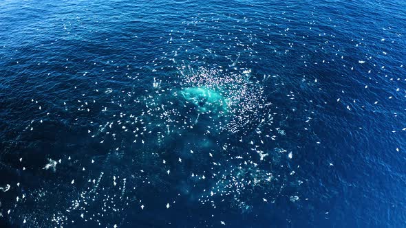 Gannets fly away after feeding frenzy in ocean, Sardine Run, aerial shot