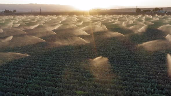 Agriculture Landscape at Golden Sunset. Irrigation Water Spraying Green Field 