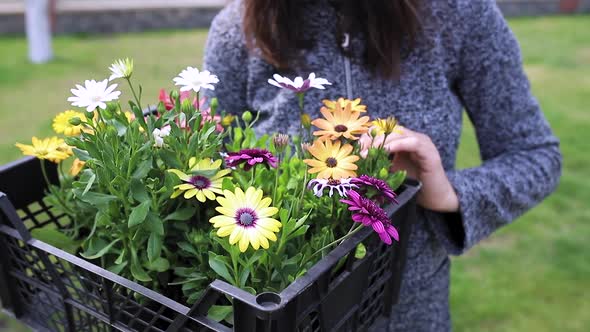 Close-up view of the colorful flowers staggering in the wind