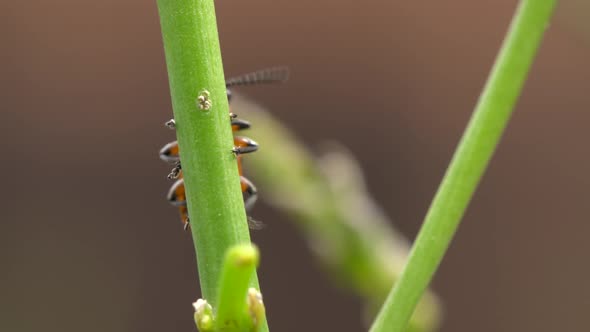 Asparagus Beetle Destroys Young Shoots of Garden Asparagus