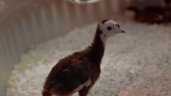 Cute baby Turkey bows his head down