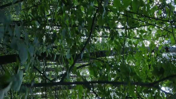 Vertical Video of a Beautiful Forest in Summer