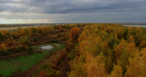 Quadrocopter Flies Over Trees with Golden Foliage Beautiful Autumn Forest