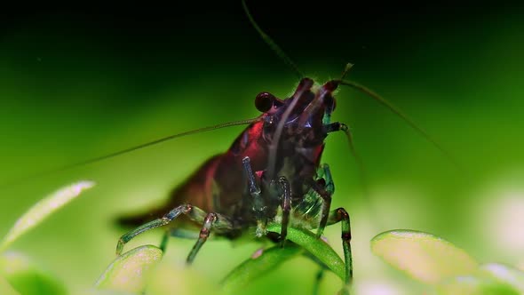 Colorful Freshwater Shrimp