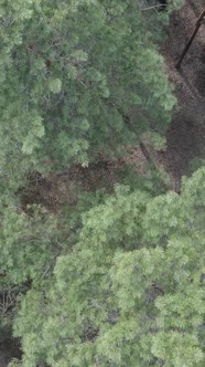 Vertical Video of Pine Forest Aerial View Slow Motion