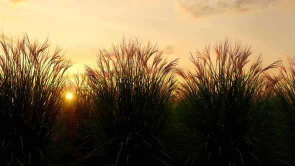 Sunset and Bushes