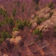 Aerial shot. Spring forest in the beautiful warm colors of the morning sun.Spruces, oaks, beeches - VideoHive Item for Sale
