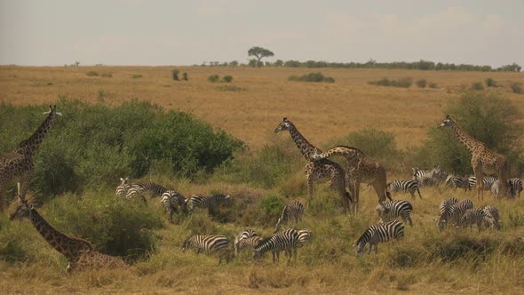 Giraffes and zebras in Masai Mara