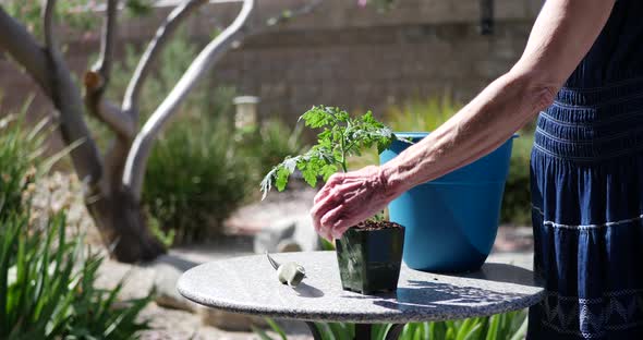A gardener using a trowel to add potting soil to an organic tomato plant in a backyard vegetable gar