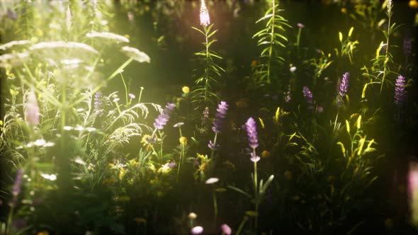 Wild Flowers in the Field alt