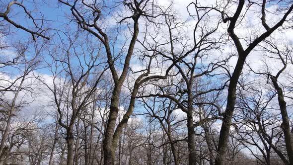 Forest with Trees Without Leaves During the Day