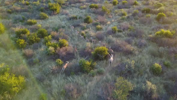 African antelopes running in single file lines at sunset, Aerial View
