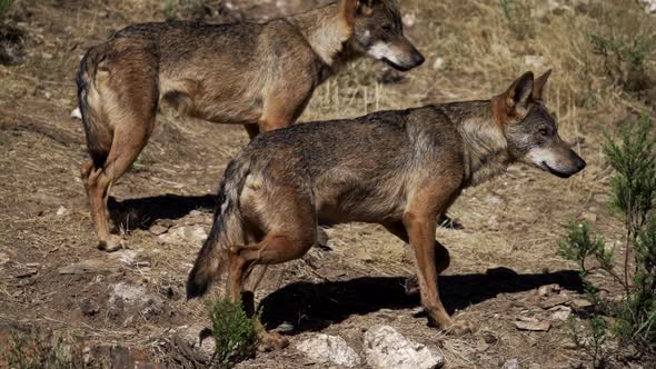 Profile View of Wolf Walking in Slow Motion