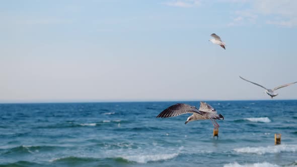 Seagulls and Albatrosses Soar in the Sky in Slow Motion Over the Ocean Coast Close Up Video of the