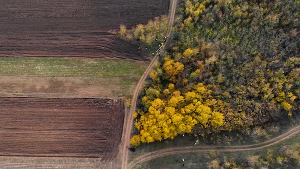 Aerial view following a herd of sheep,ing over fields to forest, sunny, fall day - tilt up, drone sh