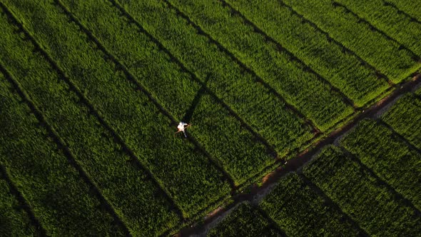 Aerial top down shot showing worker between green agricultural fields during sunset time in Vietnam