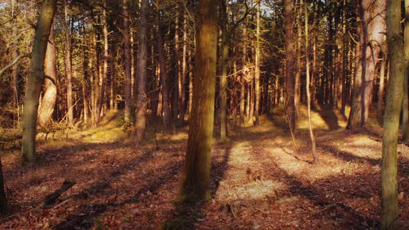 Timelapse of sunlight and shadows in a forest ZOOM IN EASE