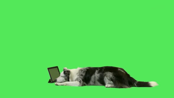 Pet dog watching digital tablet