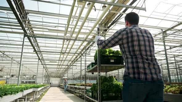 Back View of Agricultor Pushing a Cart with Fresh Organic Green Salad