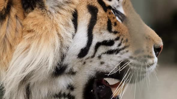 Close Up of a tigerTiger Face Close Up
